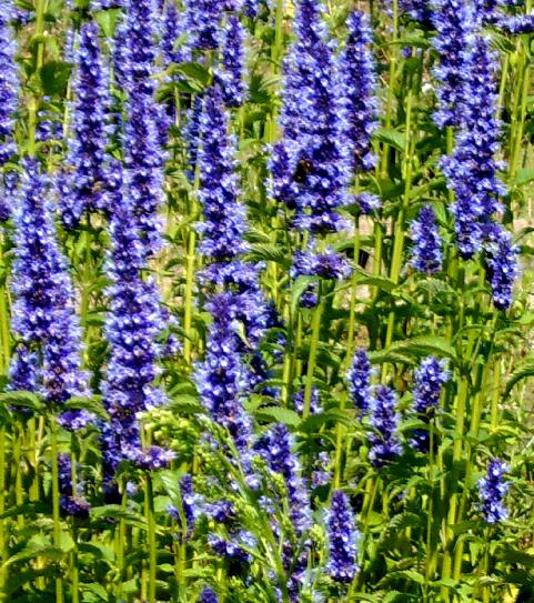 agastacheflos1blackaddergarnonswilliams