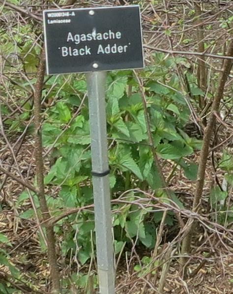 agastachefolspr1blackaddergarnonswilliams