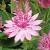 astrantiacflo1romagarnonswilliams1a1