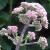 eupatoriumcflo1maculatumatropurpureumgroupgarnonswilliams1a1a