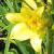 hemerocalliscflo1lilioasphodelusgarnonswilliams1a1