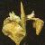 irisflotpseudacorus1a1a1a1a