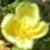 rosacanarybirdflotgarnonswilliams1a2