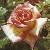 anderrosagaygordonsfloa269a