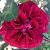 rosaarthurmerrillcflo1rogerltd1