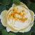 rosacharlottecflo1a