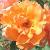 rosadoristystermancflocoblands1