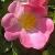 rosagallicacomplicatacflorogerltd1
