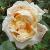 rosagloirededijoncflorogerltd1