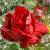 rosajosephinebrucecflorogerltd1