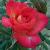 rosalittlejackiecflorogerltd1