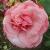 rosapinkperpetuecflorogerltd1a