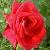 rosareddevilcflorogerltd1