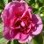 rosaroseraiedelhaycflorogerltd1
