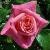rosasirnevillemarrinercflorogerltd1