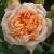 rosasweetdreamcflorogerltd1