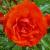 rosatrumpetercflorogerltd1