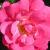 rosaflowercarpetpinkcflogarnonwilliams