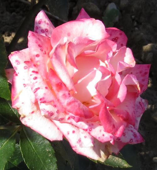 rosasoroptimistinternationalflodedgarnonwilliams