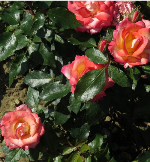 rosasoroptimistinternationalflosgarnonwilliams