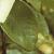 anderrosamccredysyellowfolta262a
