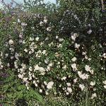 rosaalbertinegarhedge1