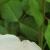 rosamadammealfredcarrierecfolrogerltd1