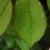 rosamadammecarolinetestoutclimbercfolrogerltd1