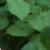 rosamadammeisaacperierecfolrogerltd1