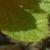 rosamargueritehillingcfolrogerltd1