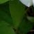 rosamrsherbertstevensclimbingcfolrogerltd1
