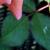 rosamrssammcgredyclimbingcfolrogerltd1