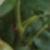 rosanewdawncfolrogerltd1