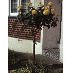 rosapeergyntgarstandardrose1