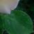 rosaschoolgirlcfolrogerltd1
