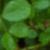 rosadansedefeucfolrogerltd