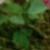 rosadearestcfolrogerltd