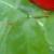 rosadublinbaycfolrogerltd