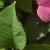 rosagallicacomplicatacfolrogerltd