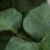 rosagloirededijoncfolrogerltd
