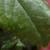 rosahandelcfolrogerltd