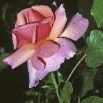 rosaalohaflosingle1