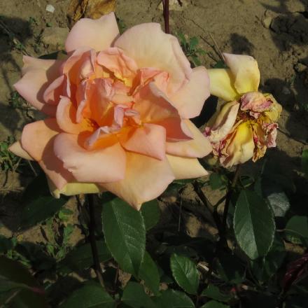 rosaapricotflo3silkgarnonwilliams