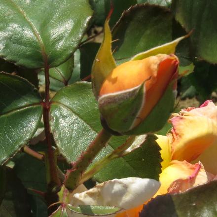 rosaapricotflobud1silkgarnonwilliams