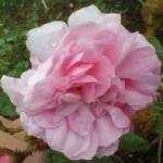 rosacentifoliamuscosaflorogerltd