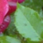 rosaetoiledehollandeclimbingfol1rogerltd1