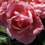 rosagigglesflorogerltd