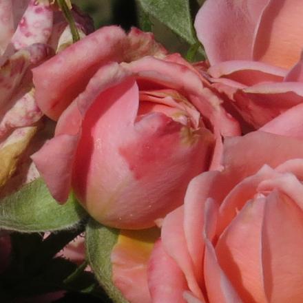 rosagigglesflo1garnonwilliams