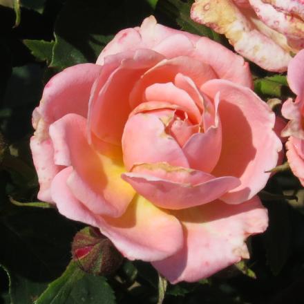 rosagigglesflo2garnonwilliams