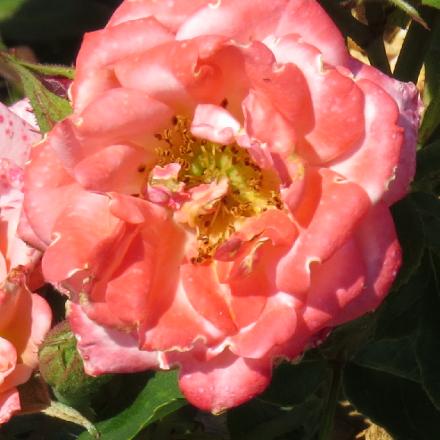 rosagigglesflo3garnonwilliams